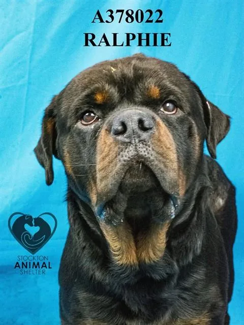 A young medium-sized male Rottweiler dog named Ralphie for adoption in Stockton, CA