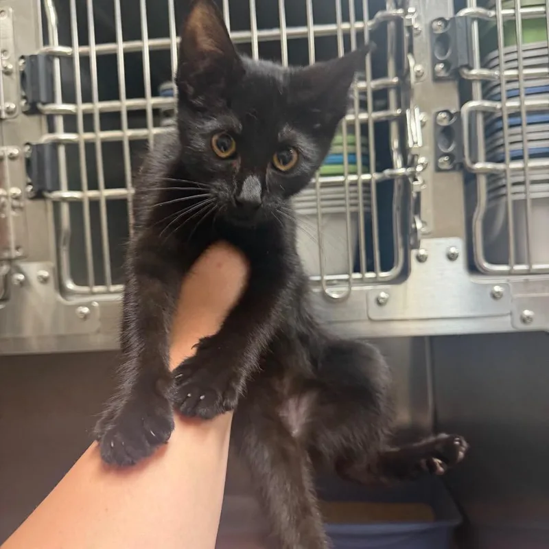A baby small-sized male Black Domestic Short Hair cat named Chainz for adoption in Bryan, TX