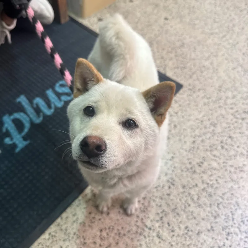 A young small-sized male White / Cream Shiba Inu dog named Benji for adoption in Philadelphia, PA