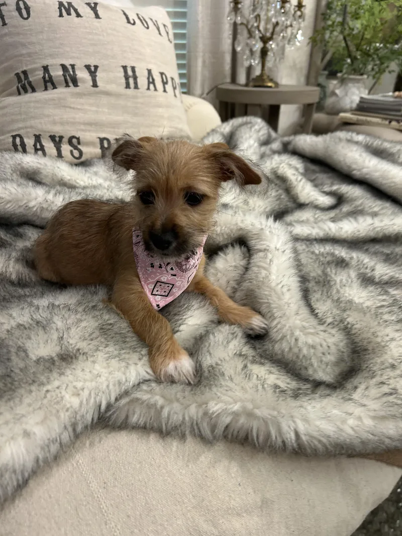 A baby small-sized female Yorkshire Terrier dog named Saxx for adoption in Winder, GA