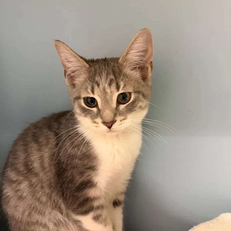 A baby small-sized female Domestic Short Hair cat named Evelyn for adoption in Chattanooga, TN