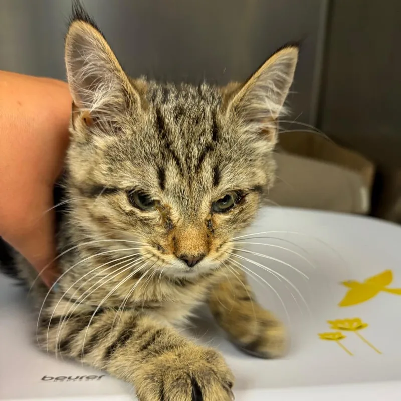 A baby small-sized female Brown / Chocolate Domestic Medium Hair cat named Taffyta for adoption in Newark, NJ