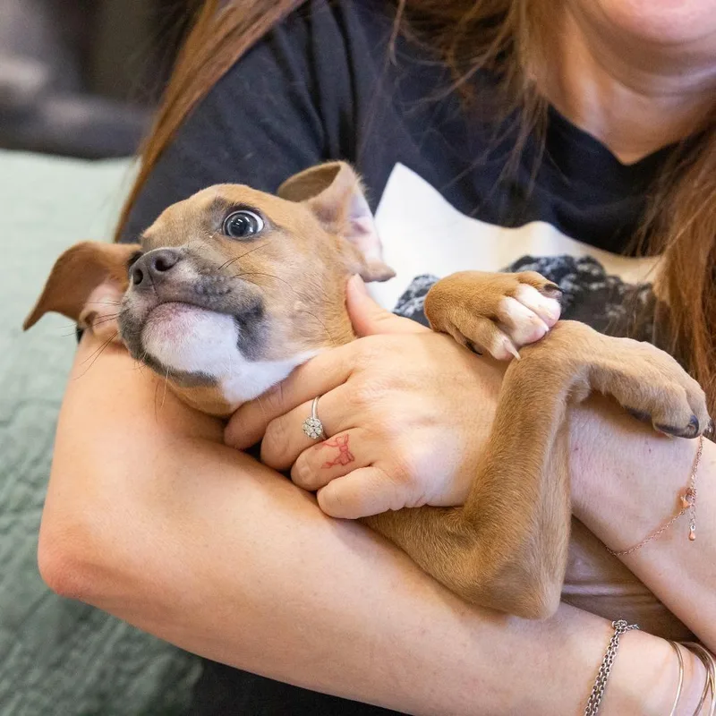 A baby small-sized female Mixed Breed dog named Lock for adoption in Cartersville, GA