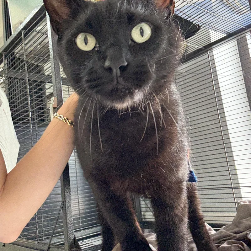 An adult large-sized male Black Domestic Short Hair cat named Felix for adoption in Hendersonville, TN