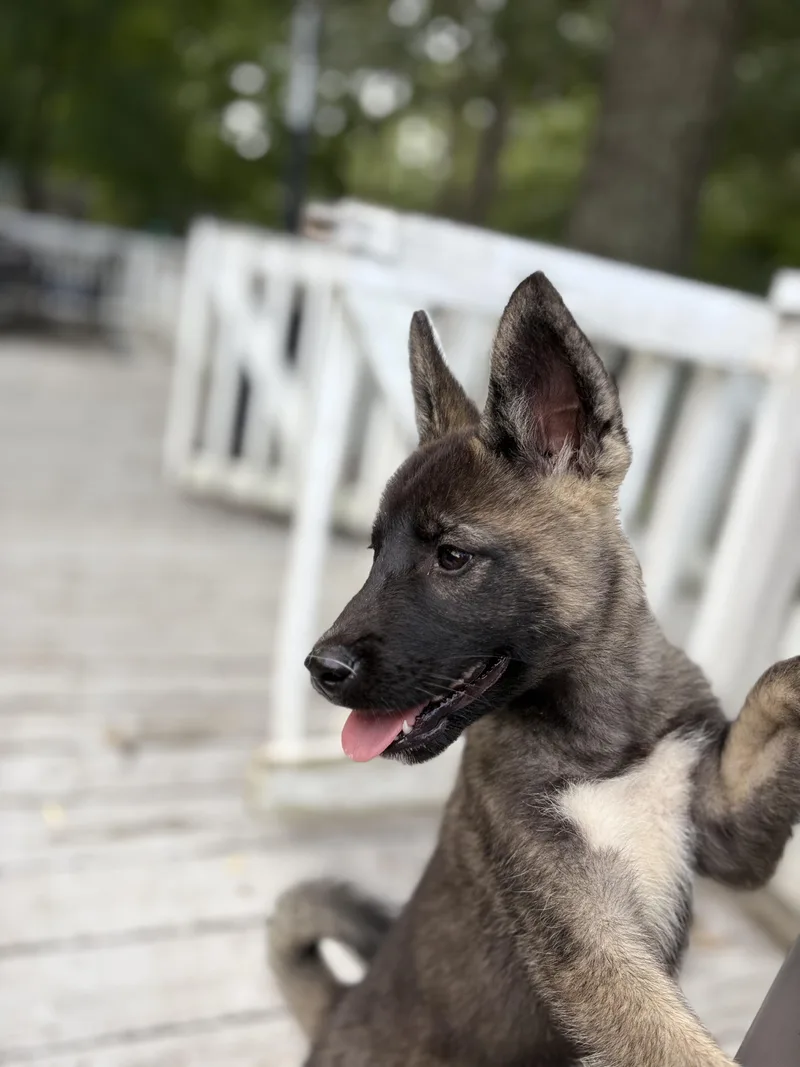 A baby large-sized female Bicolor Husky dog named Jolene for adoption in Richmond, VA