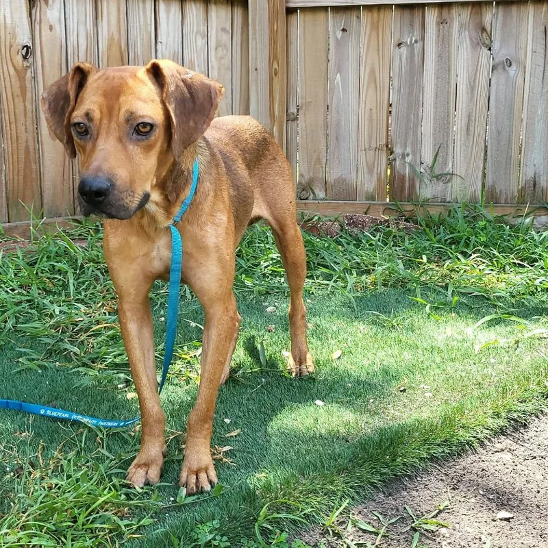 A young medium-sized male Brown / Chocolate Hound dog named Maverick for adoption in Seminole, FL