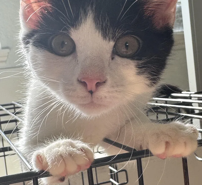 A young medium-sized male White Domestic Short Hair cat named Mister for adoption in san antonio, TX