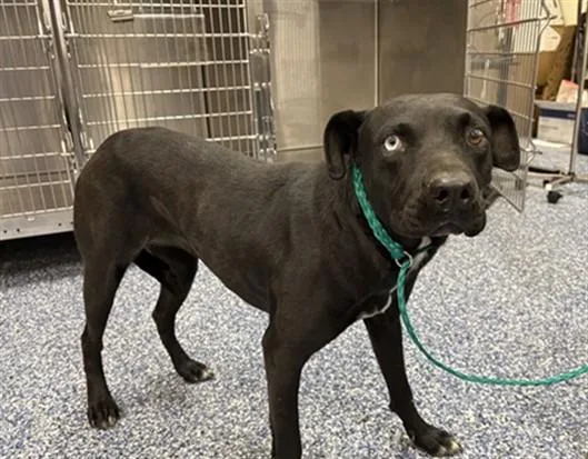 A young medium-sized female Pit Bull Terrier dog named A for adoption in Thousand Palms, CA