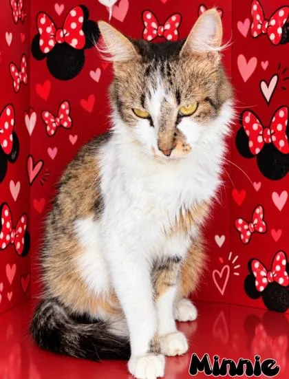 An adult small-sized female Domestic Medium Hair cat named Minnie for adoption in Morton Grove, IL