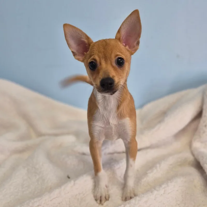 A baby small-sized female Chihuahua dog named Callie for adoption in Wahiawa, HI