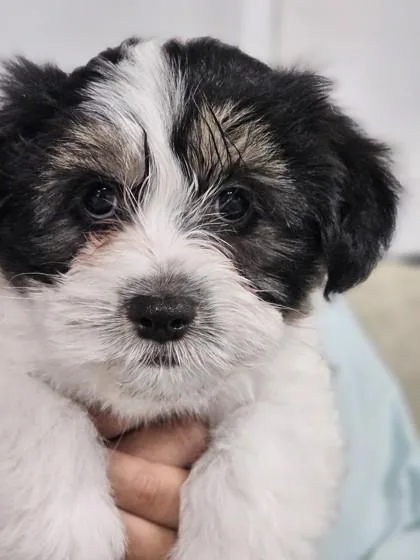 Samantha thumbnail 2