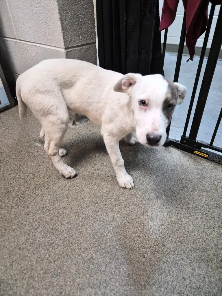 A young small-sized male Cattle Dog dog named Bluey for adoption in Rome, GA