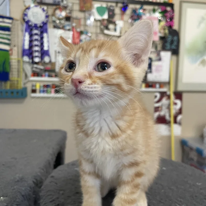 A baby medium-sized male Orange / Red Domestic Short Hair cat named Theodore Donald Kerabatsos  for adoption in Bryan, TX
