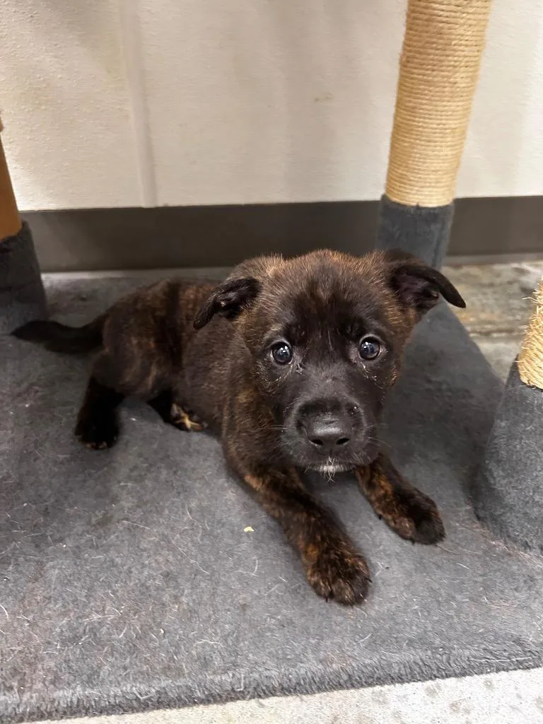 A baby small-sized male Shepherd dog named Jack for adoption in Gautier, MS