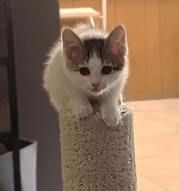 A baby small-sized female Domestic Short Hair cat named Peanut Butter Cup for adoption in Sacramento, CA