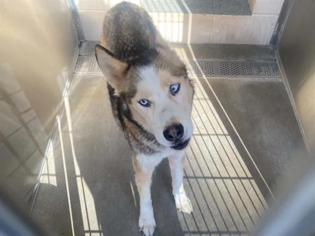 A young large-sized male Siberian Husky dog named Poseidon for adoption in Tustin, CA