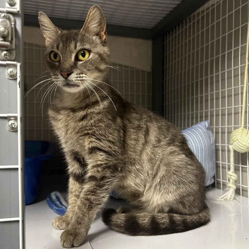 An adult medium-sized female Buff / Tan / Fawn Domestic Short Hair cat named Bola for adoption in Blue Ridge, GA
