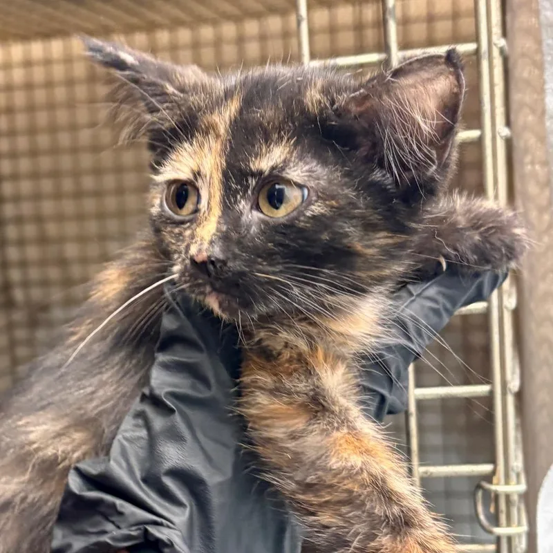 A baby small-sized female Domestic Short Hair cat named Jade for adoption in Portland, IN