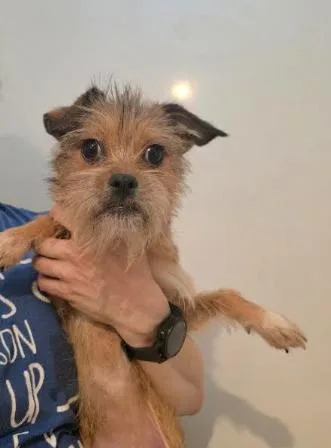 A baby small-sized female Brown / Chocolate Yorkshire Terrier dog named Lizzie for adoption in Manvel, TX