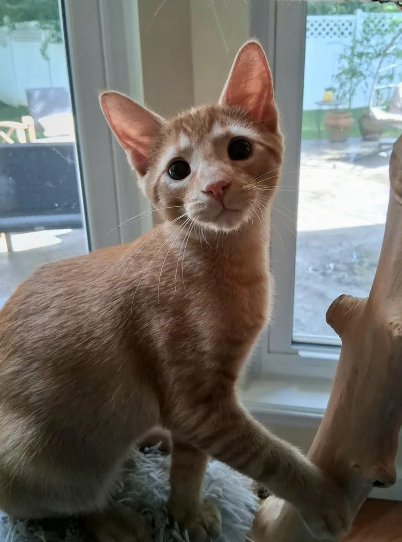 A baby medium-sized male Orange / Red Domestic Short Hair cat named French Toast for adoption in Lake Saint Louis, MO