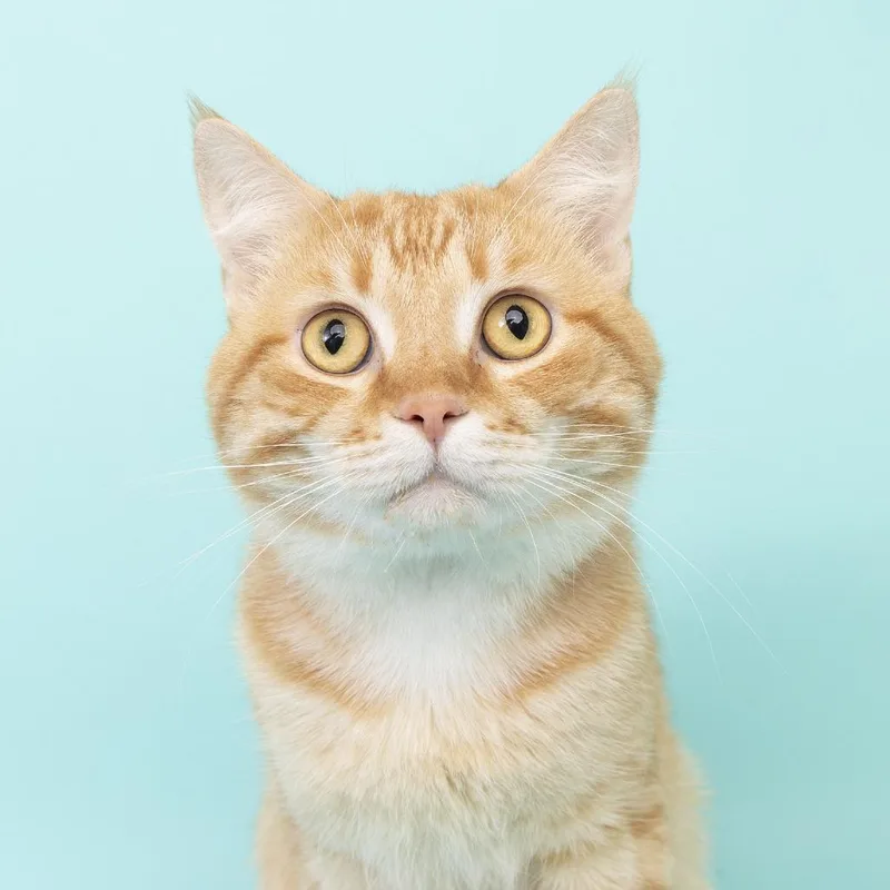 A young medium-sized male Orange / Red Domestic Medium Hair cat named Greta for adoption in Franklin, TN