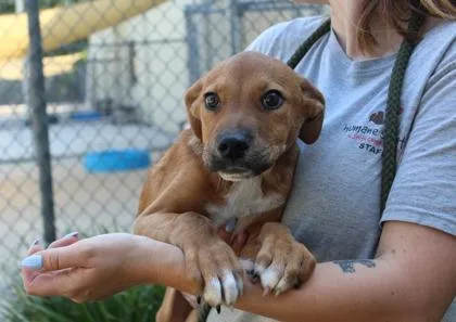 An adult medium-sized male Retriever dog named Talladega for adoption in Brunswick, GA