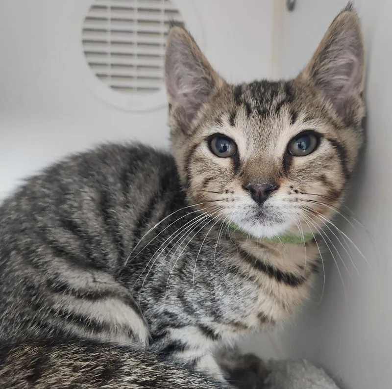 A young small-sized male Domestic Short Hair cat named Larry for adoption in Walnutport, PA