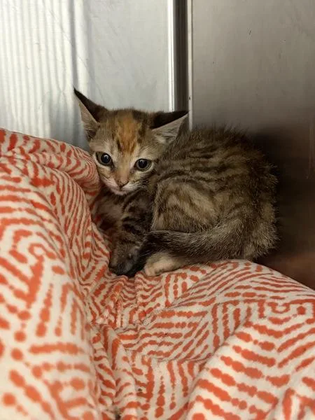 A baby small-sized female Domestic Short Hair cat named Poe for adoption in Morristown, TN