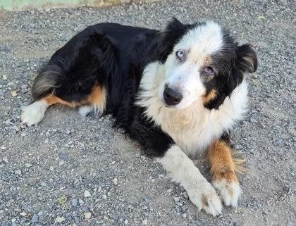 A senior medium-sized female Tricolor (Brown, Black, & White) Australian Shepherd dog named Daisy for adoption in Butte, MT