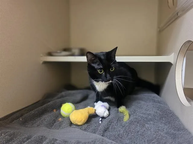 An adult small-sized female Domestic Short Hair cat named Baby for adoption in Denver, CO