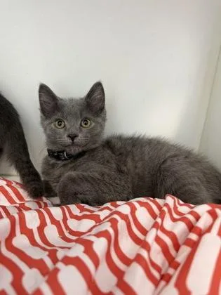 A baby small-sized male Domestic Short Hair cat named Joe for adoption in Manteo, NC