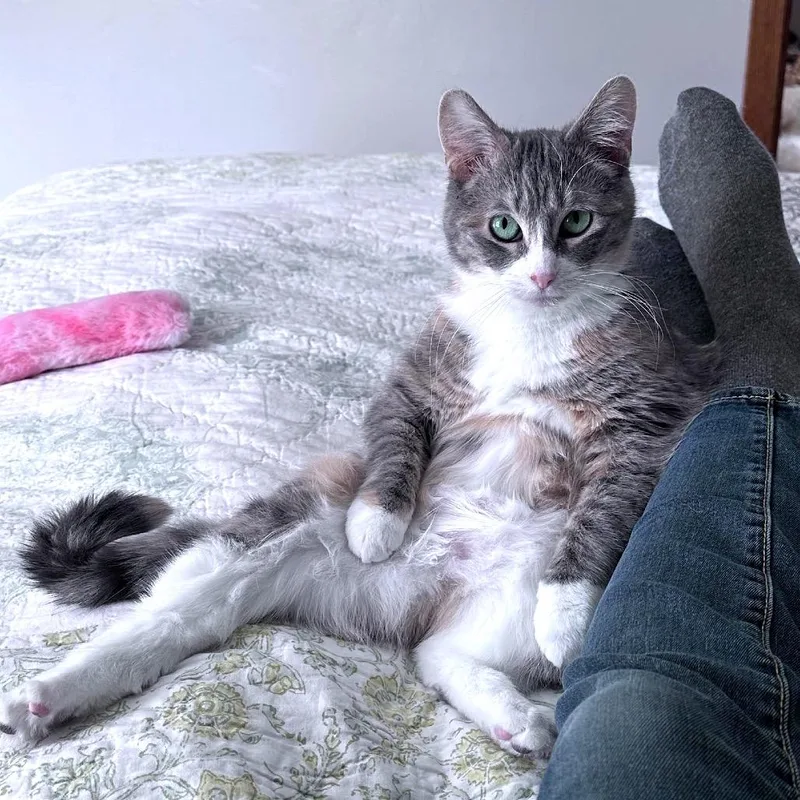 An adult small-sized female Calico Domestic Short Hair cat named Allison C for adoption in Princeton, MN