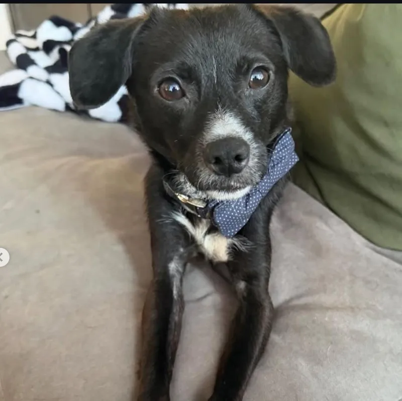 An adult small-sized male Terrier dog named Prince for adoption in Beverly Hills, CA