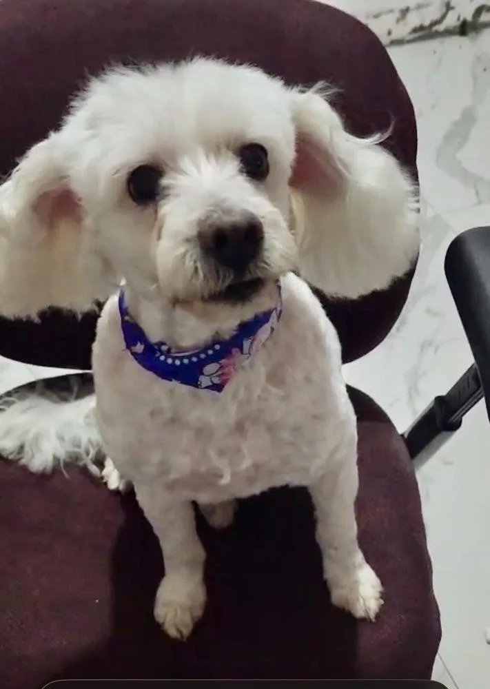 A young small-sized female White / Cream Poodle dog named Bonnie for adoption in Escondido, CA