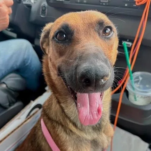 Gemma