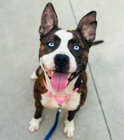 An adult medium-sized female Mixed Breed dog named Helen for adoption in West Chester, PA