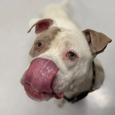 An adult large-sized male White / Cream Mixed Breed dog named Lyle for adoption in Jeffersonville, IN