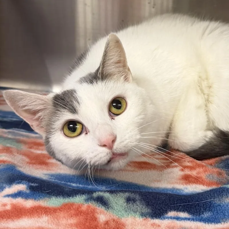 An adult medium-sized female Gray & White Domestic Short Hair cat named Patches for adoption in Beresford, SD