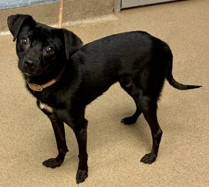 An adult small-sized male Mixed Breed dog named Ralph for adoption in Chamblee, GA