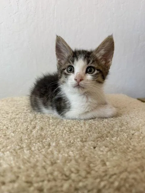 A baby medium-sized female Domestic Short Hair cat named Trout bonded with Minnow for adoption in Vacaville, CA