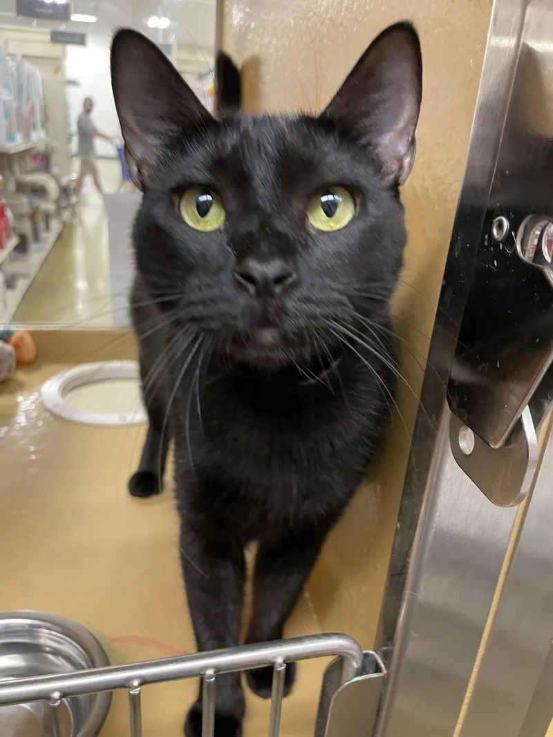 A young medium-sized female Black Domestic Short Hair cat named Olive for adoption in Pompano Beach, FL