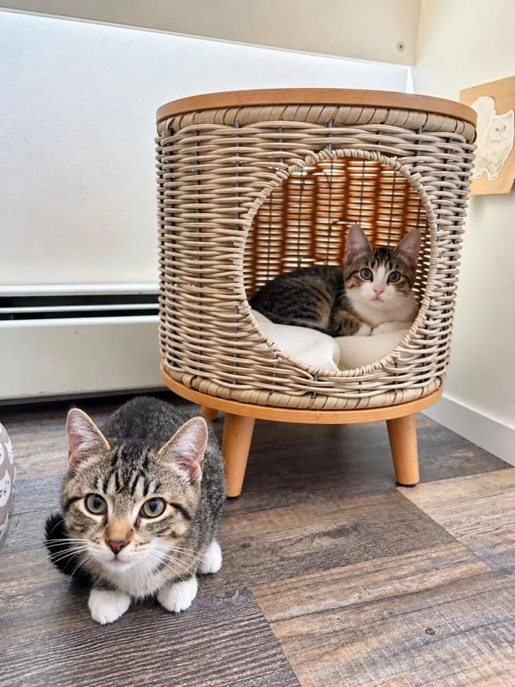 A baby medium-sized female Domestic Medium Hair cat named Bowie and Miley for adoption in Westwood, NJ