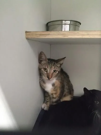 An adult small-sized female Domestic Short Hair cat named Cheetah for adoption in Palm Coast, FL