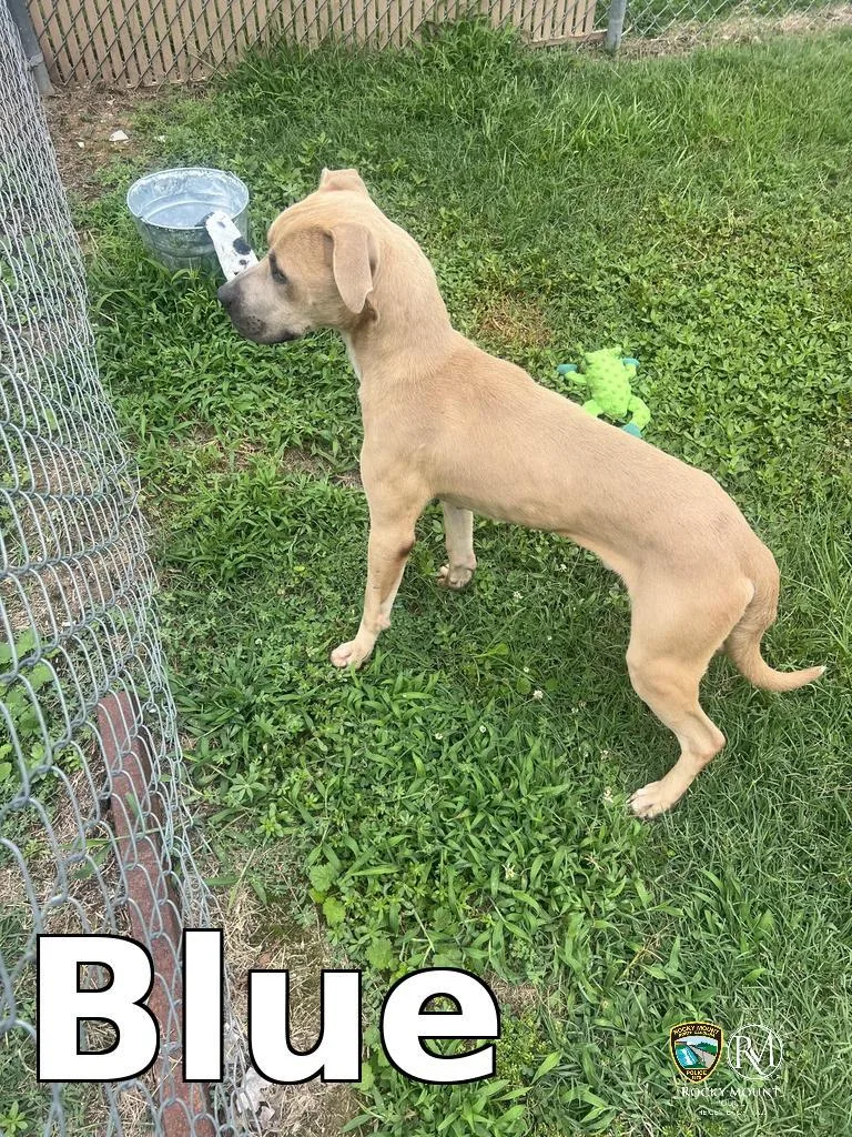 A young medium-sized male Pit Bull Terrier dog named Blue for adoption in Rocky Mount, NC