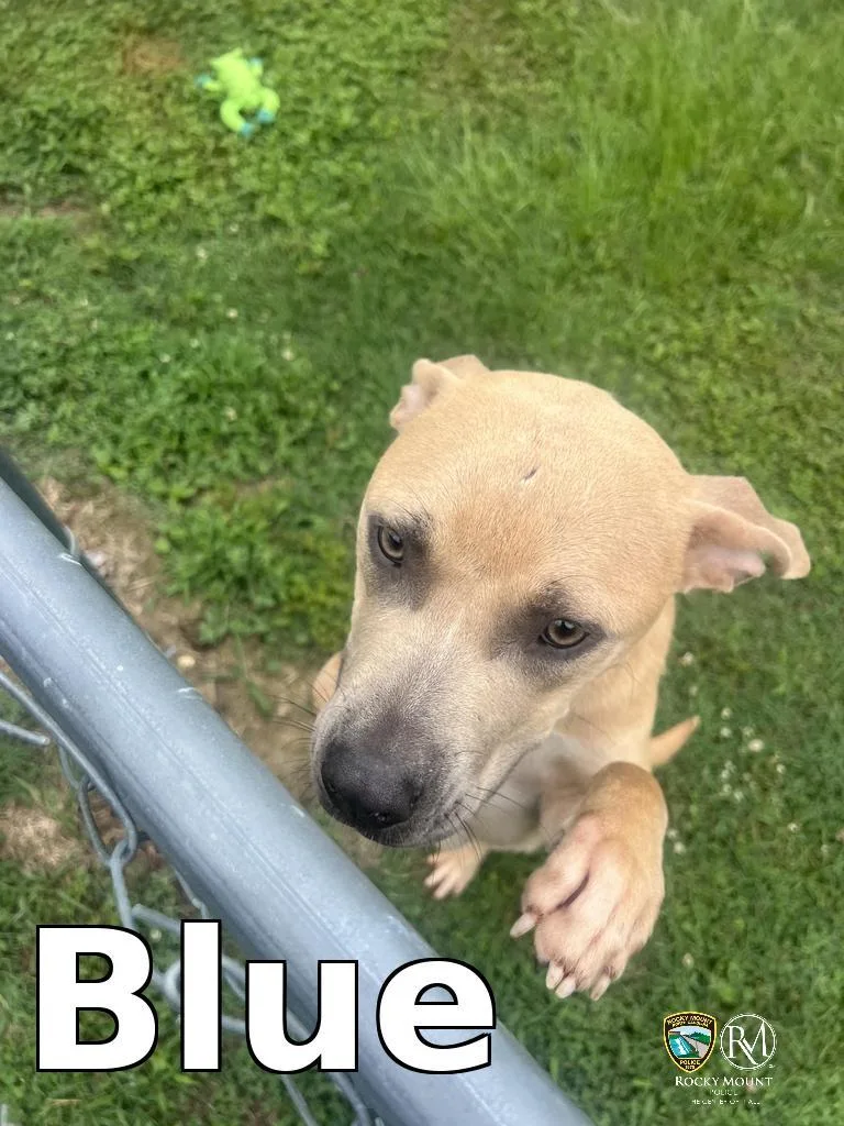 Blue thumbnail 2