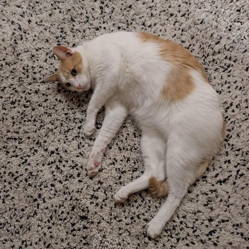 An adult large-sized male Orange & White American Shorthair cat named MishMish for adoption in Beverly Hills, CA