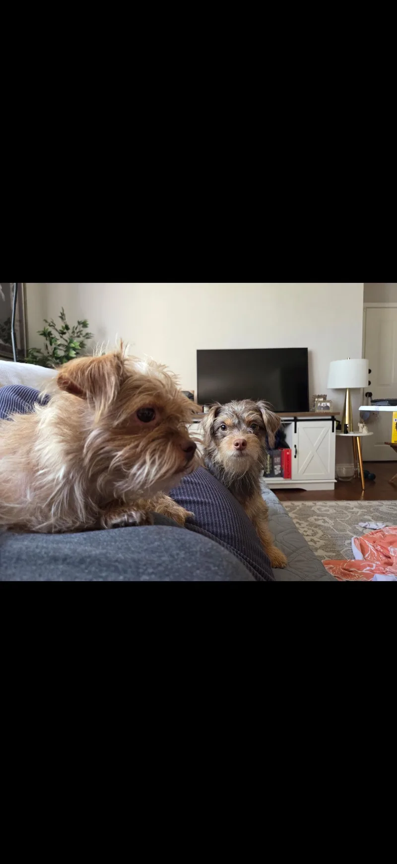 Pebbles And Porky  thumbnail 2