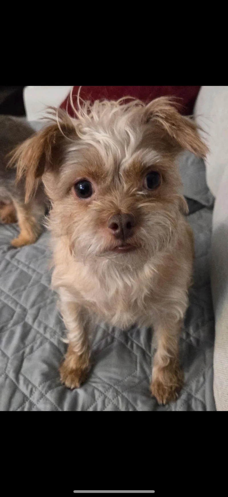 Pebbles And Porky  thumbnail 3