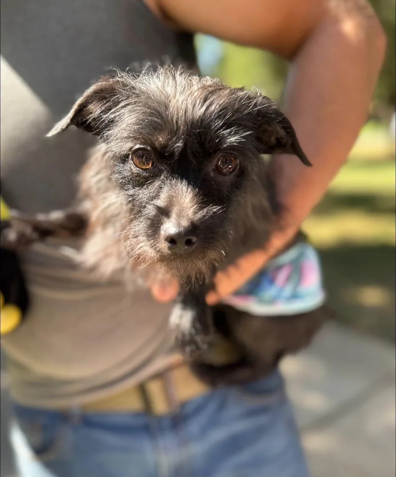 A young small-sized female Mixed Breed dog named Gemini for adoption in Matthews, NC