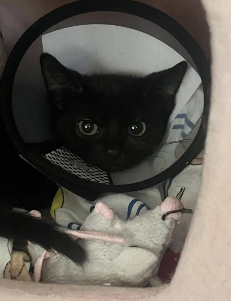 A baby small-sized female Black Domestic Short Hair cat named Spirit for adoption in Mendham, NJ